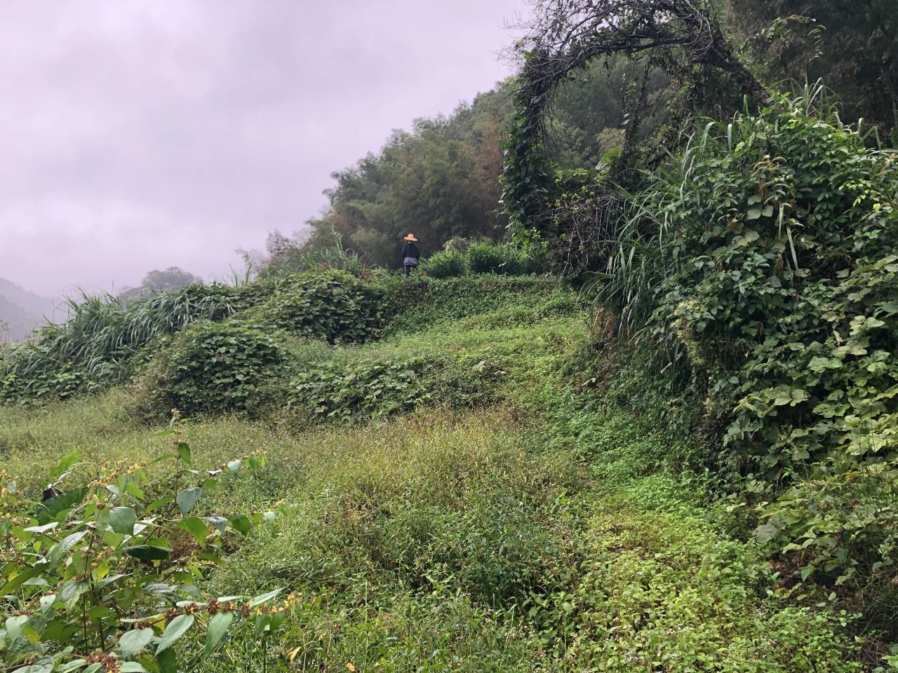 意昂娱乐规划 | 我司土地整治项目二次荣登央视，，，，，，，荒地变良田，，，，，，，智绘好丰景